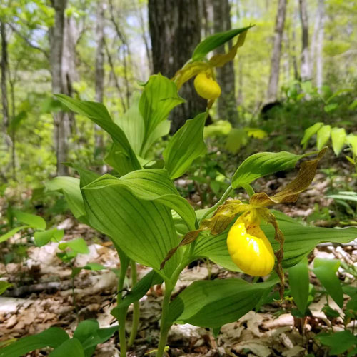 yellow-lady-slippers