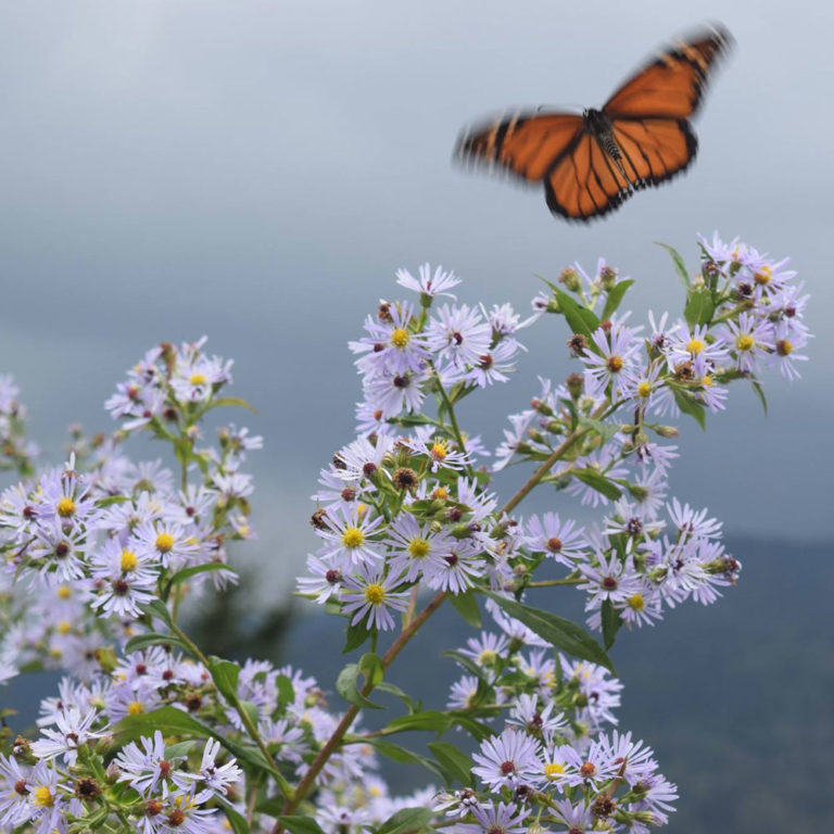 aster-butterfly
